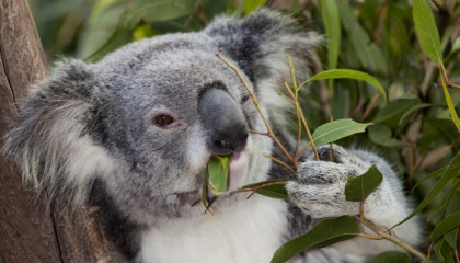 söt koala